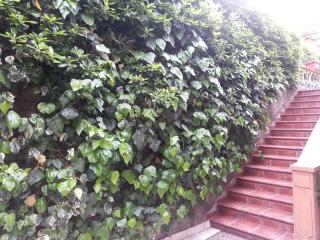 Apartments Vojin - Risan - 2