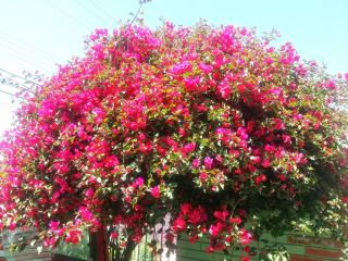 Departamento Los Nogales - 0