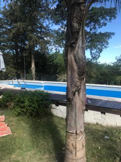 El Jacaranda 1 - Complejo - El Manzano - 1