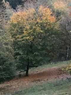 Appartement Adélaïde - Le Hohwald - 8