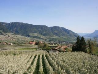 Residence Streitlhof - Tirolo - 2