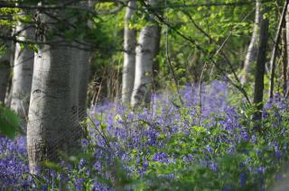 Campion Glamping Pod - 3