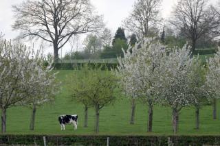 Meschermolen 9 - Mesch - 2