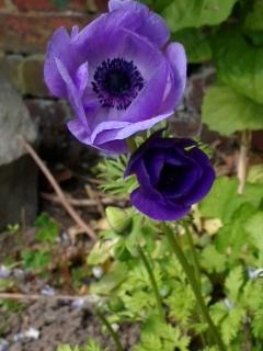 Ferienwohnung unterm Reetdach - 7