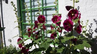 Ostsee-Kate - Schmatzin - 5