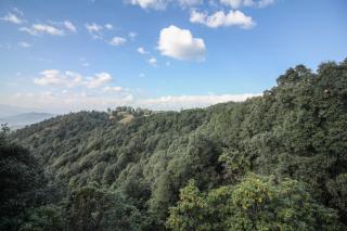 Binsar Forest Retreat - 6