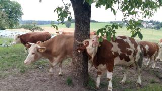 Bio Kinder Erlebnis Bauernhof Voit - Söchtenau - 6