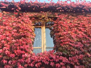 Green House - 9