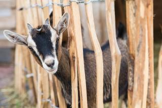 Pichlerhof - Gsies - 4