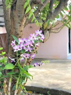 Soda Resort - Kamphaeng Phet - 4