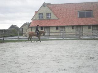 House Zoute Stables 125sqm in 5 Ha property near seaside in Knokke - Knokke-Heist - 7