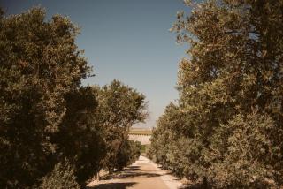 La Carreña - 8