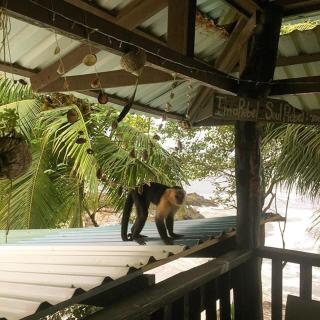 Luminosa Montezuma Hostel - 3