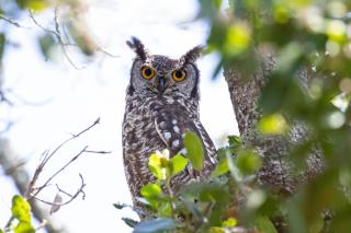 Woodbourne Resort - 5