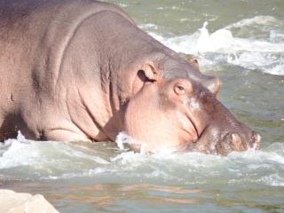 Blyde River Cabins - Hoedspruit - 6