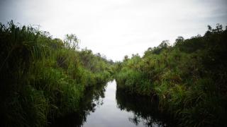 houseboat kelotok bee - 6
