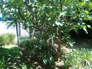La Coscello Guest House - Edenvale - 5