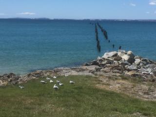 Old Pier Apartments - Bridport - 2
