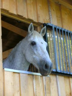Ferienwohnung auf dem Erlebnisreiterhof Kreipl - 1