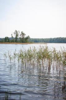 Kimalase Metsamaja - Misso - 1