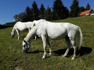 Landhaus Piber - Piber - 4