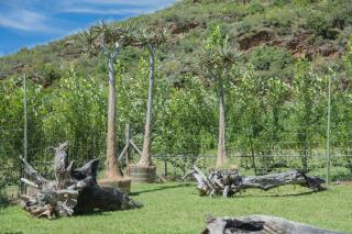 Assegai Rest - Robertson - 7