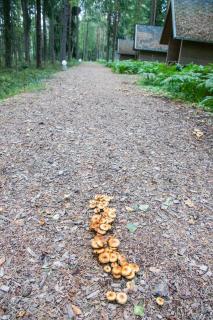 Pullijärve Holiday Park - Misso - 7
