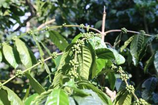 Coorg Kolamotte - Gonikoppal - 7