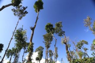 Coorg Kolamotte - Gonikoppal - 8