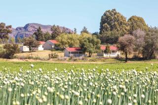 Hazenjacht Karoo Lifestyle - TONNELKOP - Oudtshoorn - 2