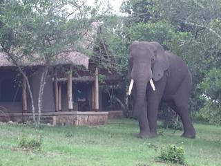 Queen Elizabeth Bush Lodge by NATURE LODGES LTD - Bushenyi - 3