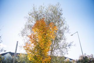 Holywell Way Swords - 4