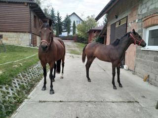 Agroturystyka Śliwkowy Sad - 7