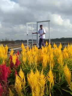 Walasa Ayu Homes By MSH - Piyono - 4