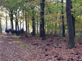 Reewold Veluwe - Putten - 2
