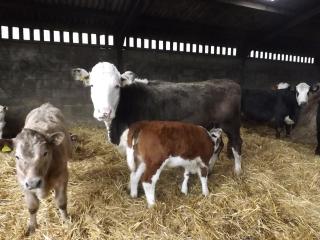 Peartree Farm - Aldwincle Saint Peter - 8