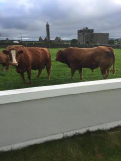 Naomh Colman B&B - Gort - 2