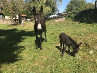 Il Ciliegio Selvatico - 1