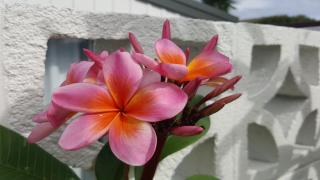 Betty's - Lennox Head - 1