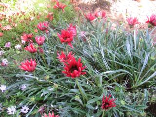 Ciprés del Médano - 2