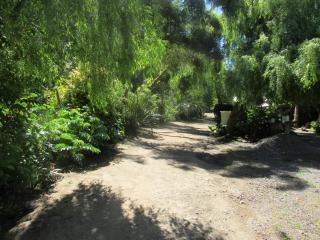 Ciprés del Médano - 3