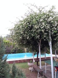 Los abedules - Capilla del Monte - 3