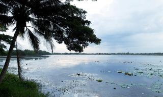 Coconut Palms - Kantharawichai - 6