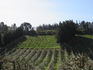 Modderkloof Farm Accommodation - Paarl - 9