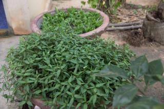 Chansor Community Homestay 5 - Phumĭ Trach Pôk (2) - 7