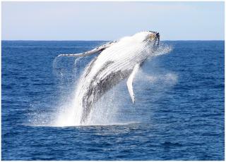 Wanderers Retreat - 1