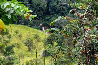 Herbage Natural Ella - 2
