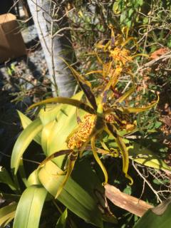 Holualoa bungalows - Kailua-Kona - 2