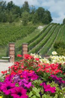 La Giribaldina Winery & Farmhouse - Calamandrana - 7