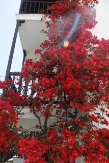 Anofli Suites - Skopelos - 7